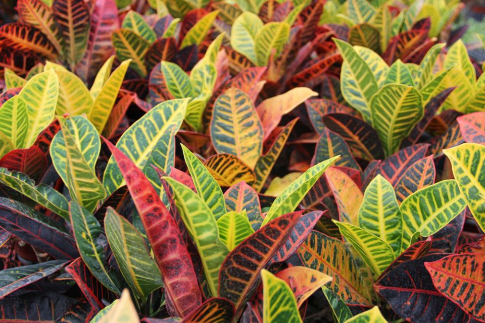croton petra plant க்கான பட முடிவு