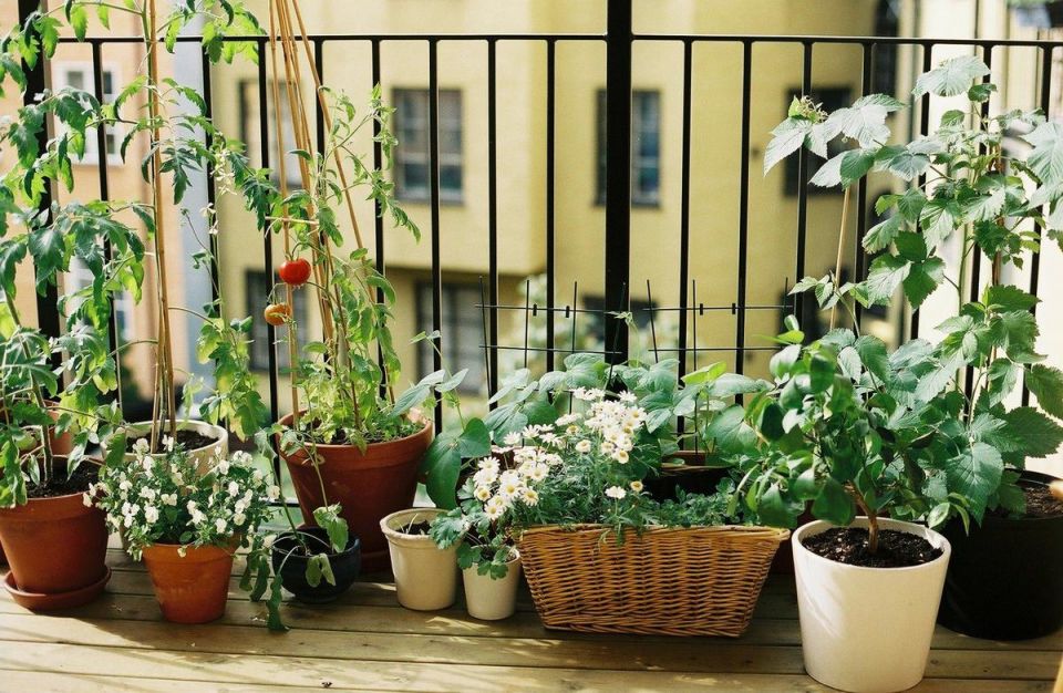 10 brilliant ideas to decorate your small balcony with mini gardens Balcon désign Plantas