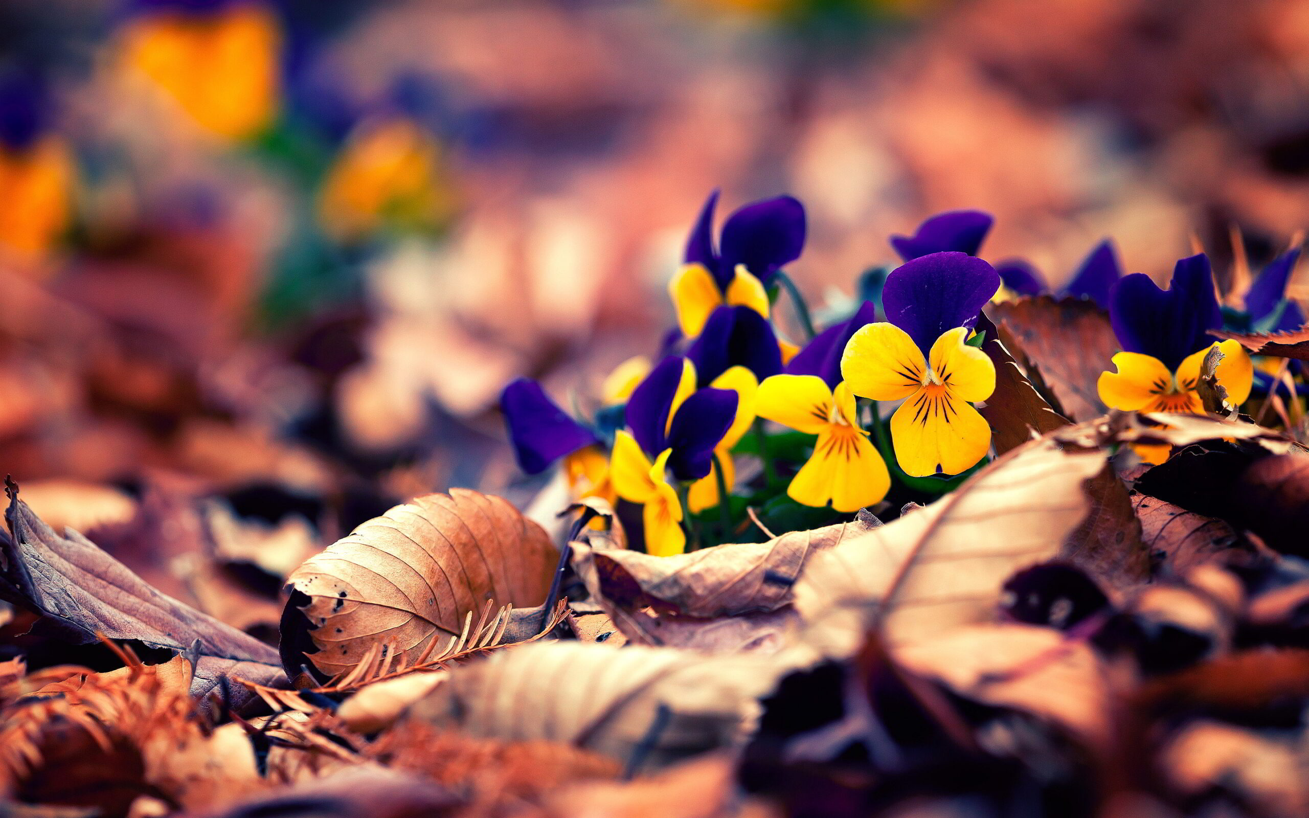 plantas otoño