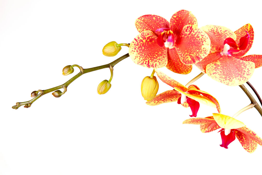 houseplants-jumbo
