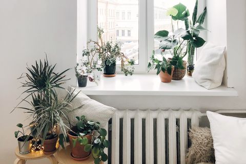 10 modos de limpiar el aire en casa