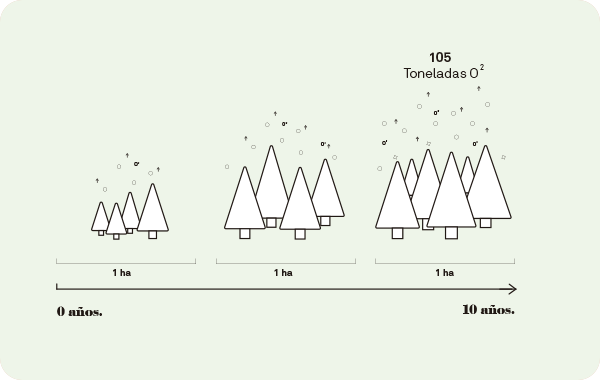 Escoger el mejor árbol de Navidad ecológico | Monapart
