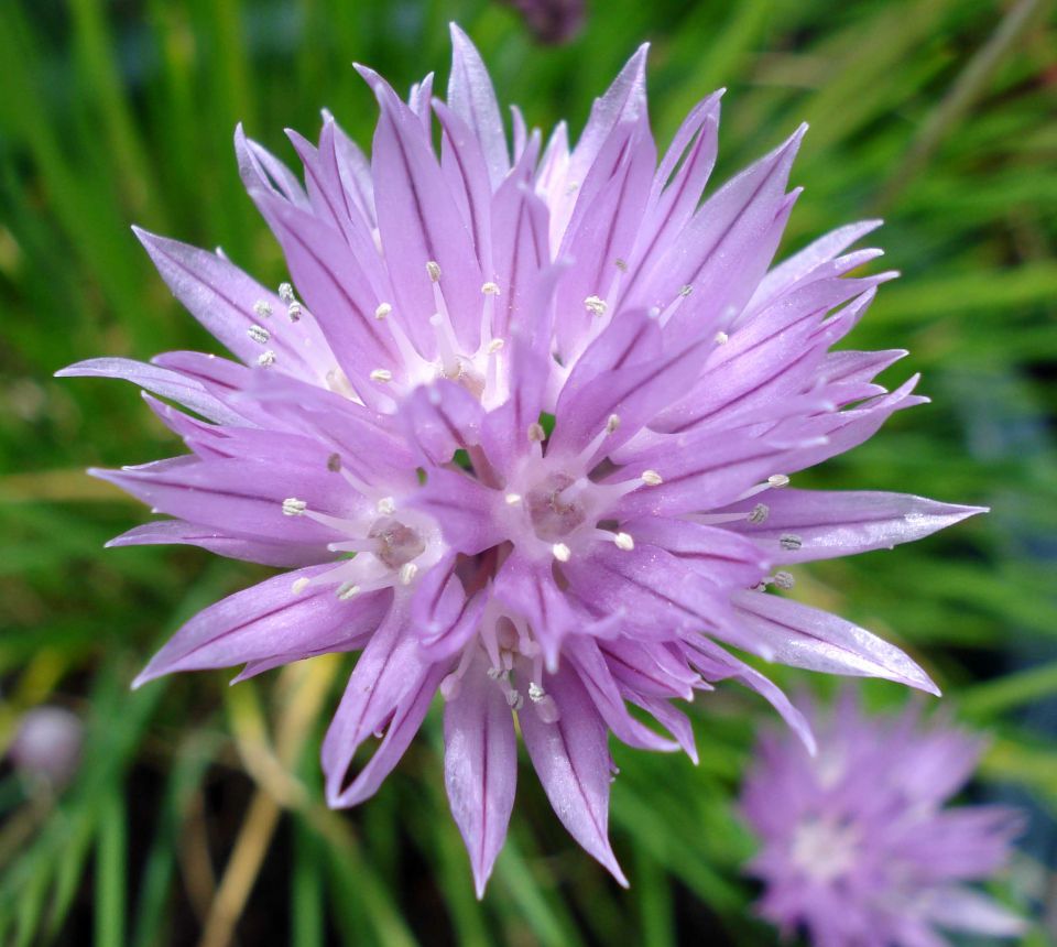 flor de cibulet