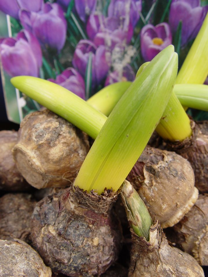 plantar bulbs de tulipa