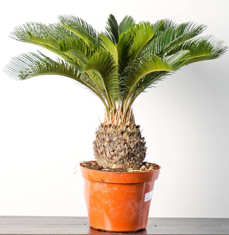 sago palm