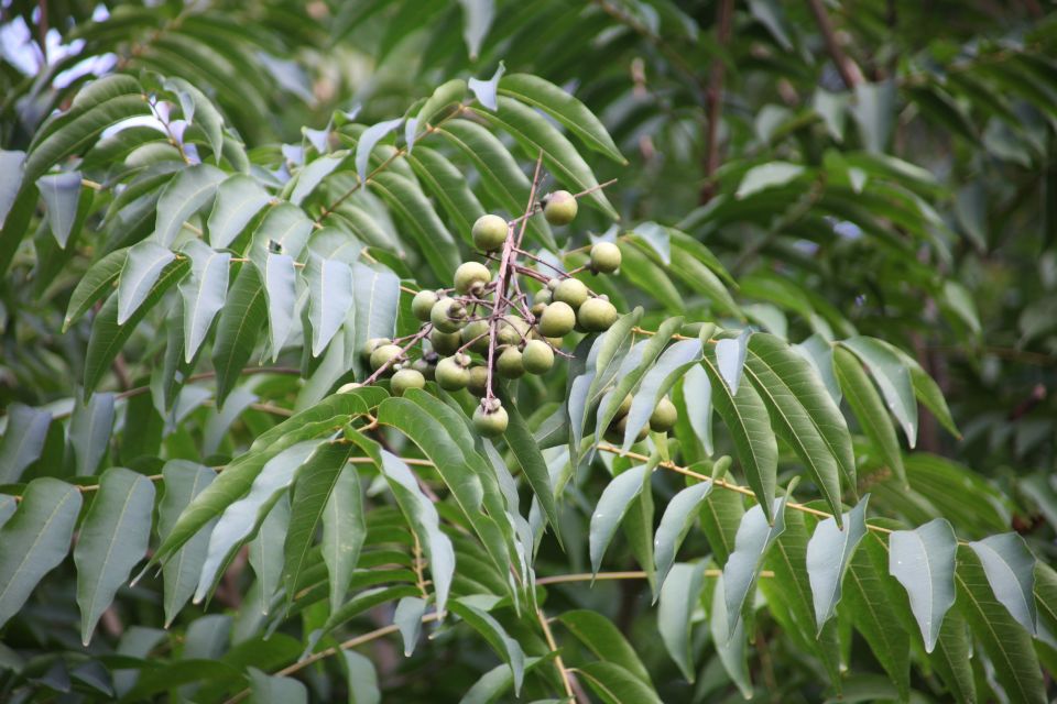 sapindus mukorossi árbol nueces de lavado